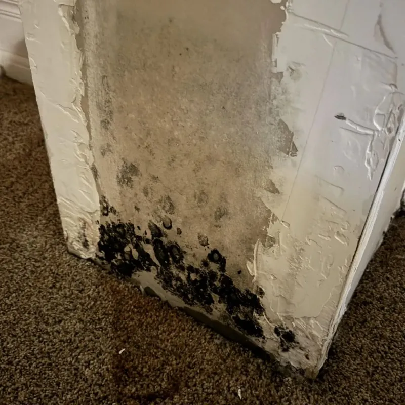 Professional Mold Removal in Boston, NY